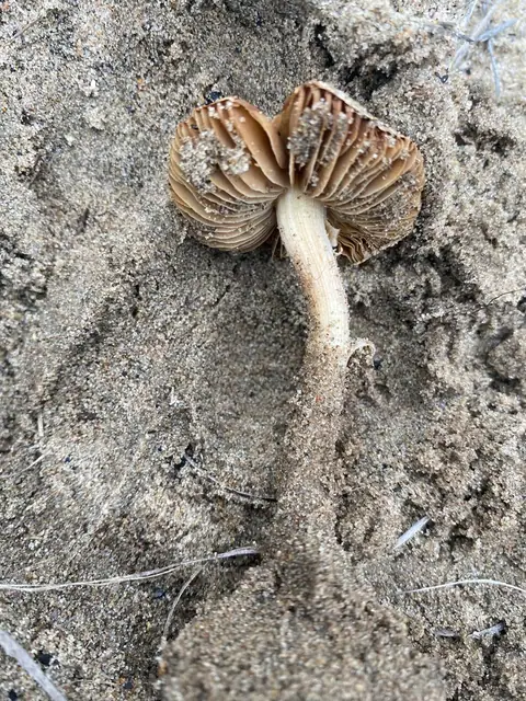 Inocybe dunensis