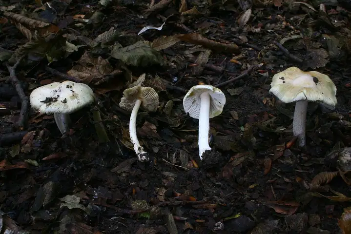 Inocybe obsoleta