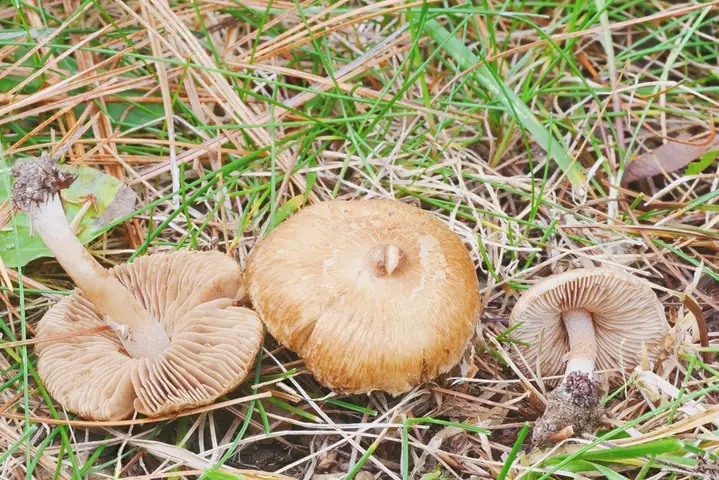 Inocybe ochroalba
