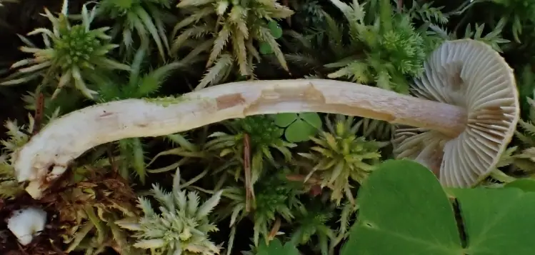 Inocybe proximella
