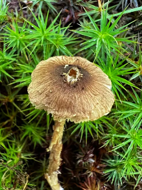 Inocybe pseudoasterospora