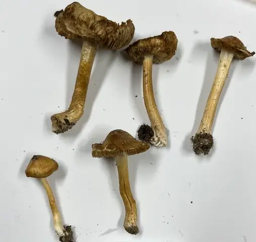 Inocybe quietiodor