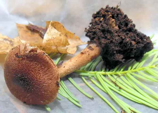 Inocybe stellatospora