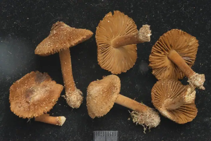 Inocybe vulpinella