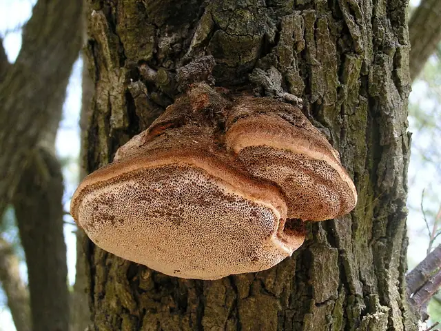 Inonotus tamaricis