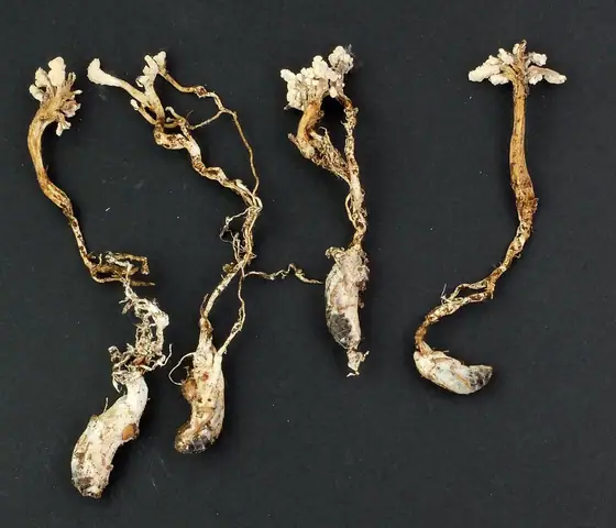 Isaria spp.