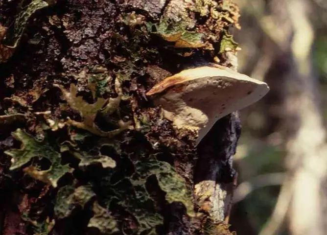 Iwoporek anyżkowy (Haploporus odorus)