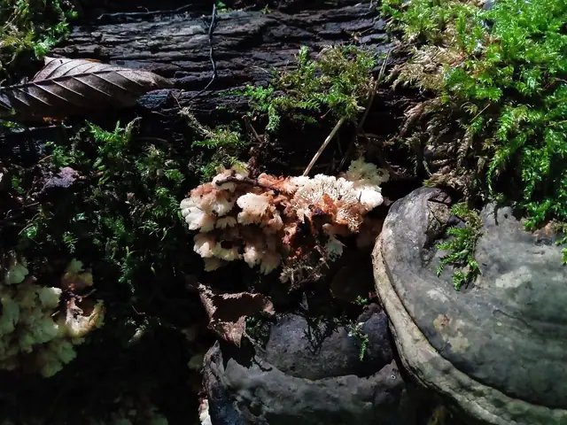 Jamkóweczka blaszkowoząbkowa (Antrodiella foliaceodentata)