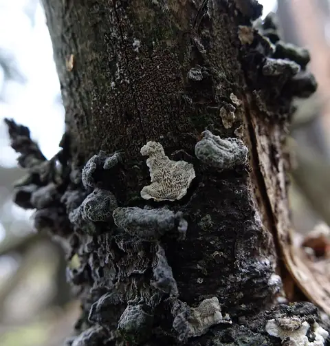 Jamkóweczka pasożytnicza (Antrodiella parasitica)