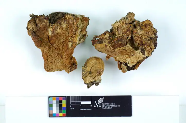 Jamkóweczka pomarańczowa (Antrodiella fissiliformis)