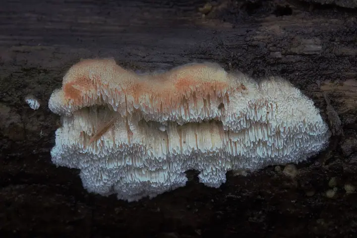 Jamkóweczka skórkowata (Antrodiella romellii)