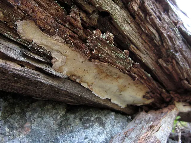 Jamkówka białobrązowa (Antrodia albobrunnea)