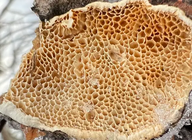 Jamkówka kurczliwa (Antrodia ramentacea)