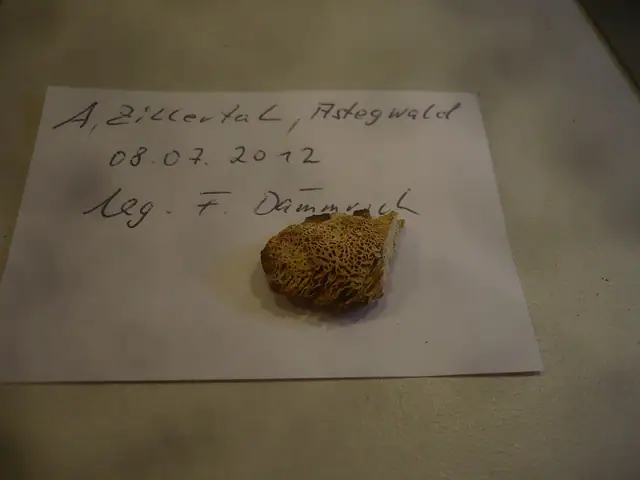 Jamkówka miodowa (Antrodia mellita)