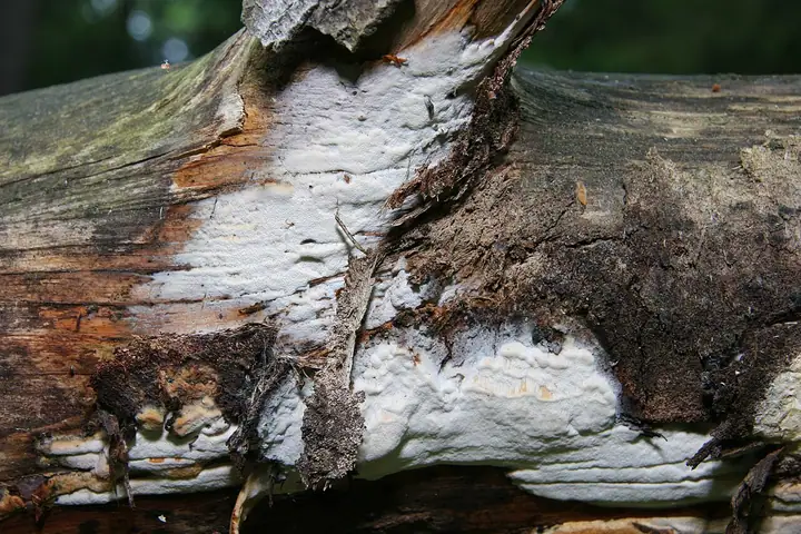 Jamkówka pofałdowana (Antrodia pulvinascens)