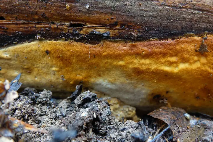 Jamkówka północna (Antrodia sitchensis)