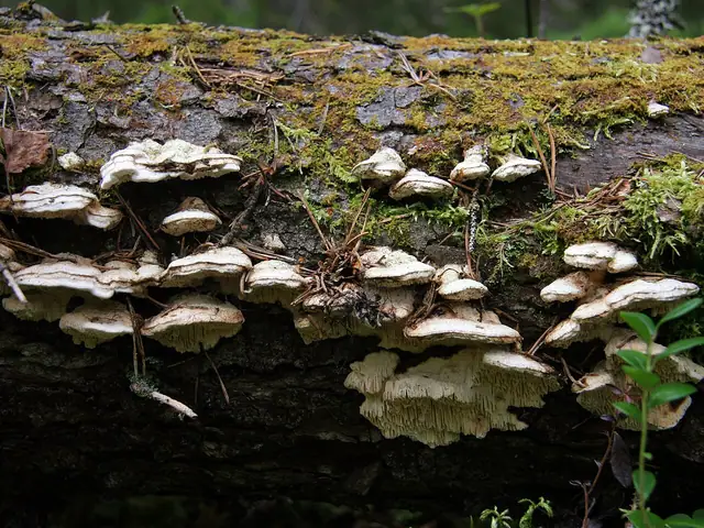 Jamkówka różnokształtna (Antrodia heteromorpha)