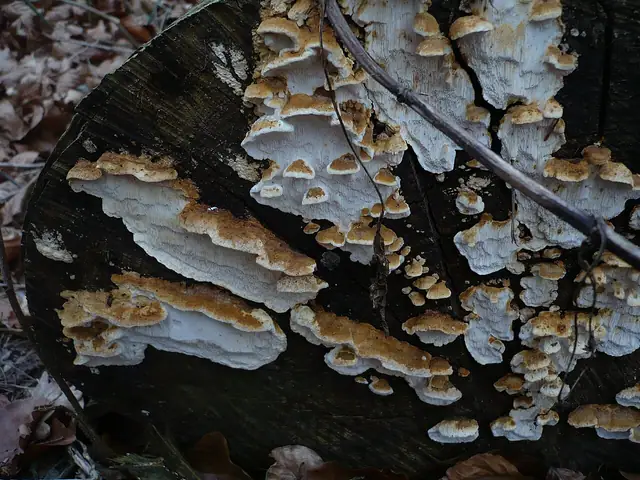 Jamkówka rzędowa (Antrodia serialis)