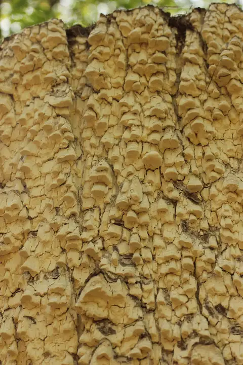 Jamkówka żółta (Antrodia xantha)