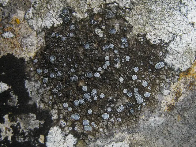 Jasienica czarnomiseczkowa (Pyrenodesmia variabilis)