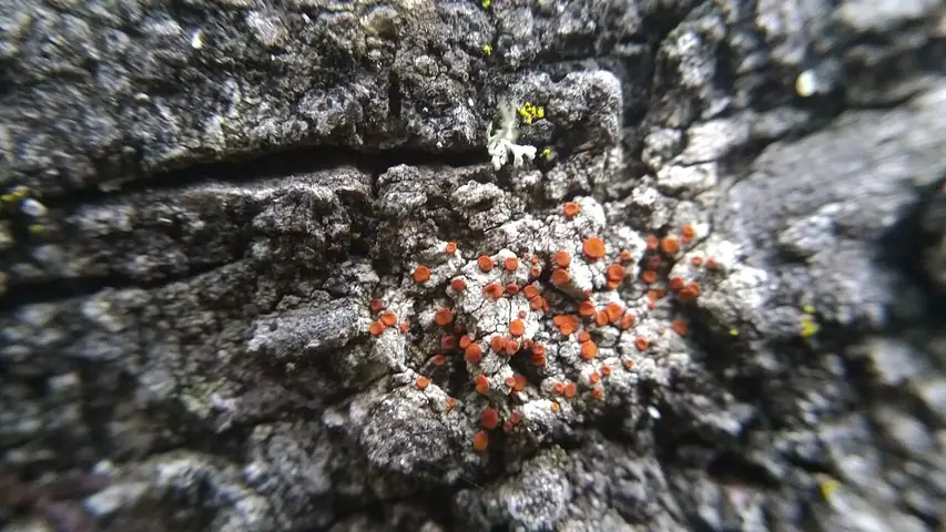 Jaskrawczyk rdzawy (Blastenia ferruginea)