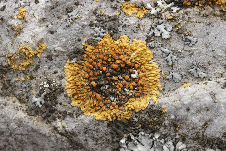 Jaskrawiec murowy (Caloplaca saxicola)