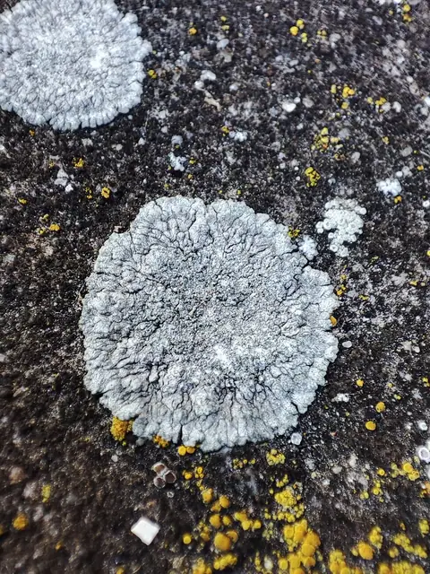 Jaskrawiec siwy (Caloplaca teicholyta)