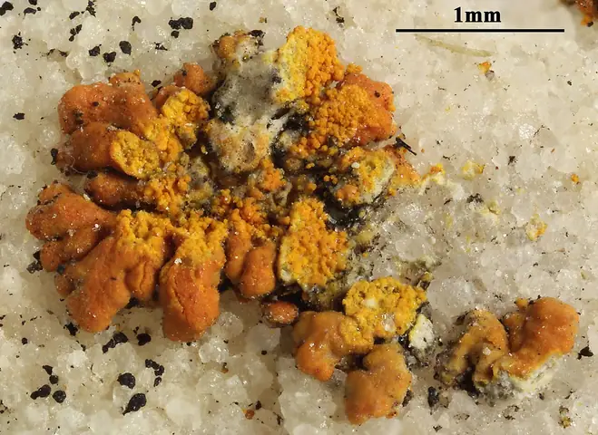 Jaskroszek cynobrowy (Leproplaca proteus)