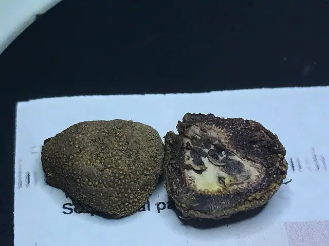 Jeleniak nastroszony (Elaphomyces muricatus)