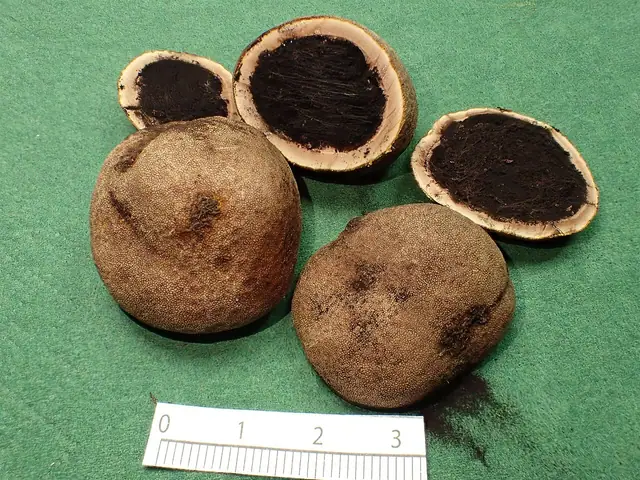 Jeleniak szorstki (Elaphomyces asperulus)