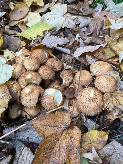 Jeżoskórka ciernista (Echinoderma echinaceum)