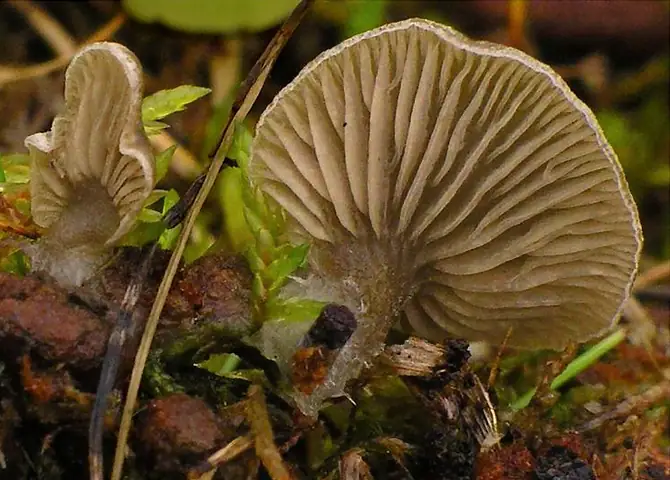 Języczek półkolisty (Arrhenia acerosa)