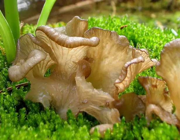 Języczek uchowaty (Arrhenia lobata)