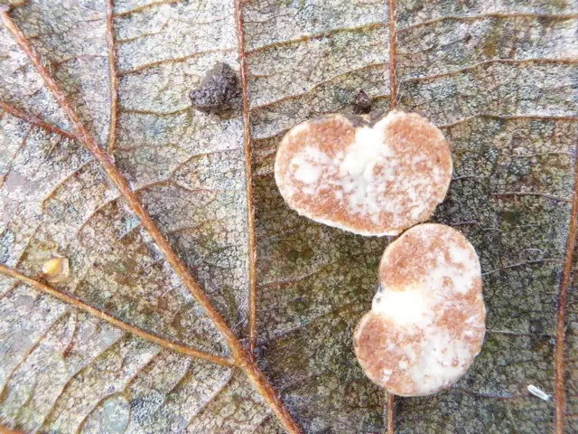 Jimgerdemannia lactiflua
