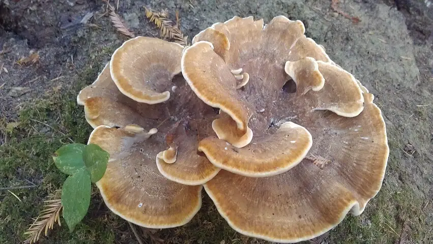 Jodłownica górska (Bondarzewia mesenterica)