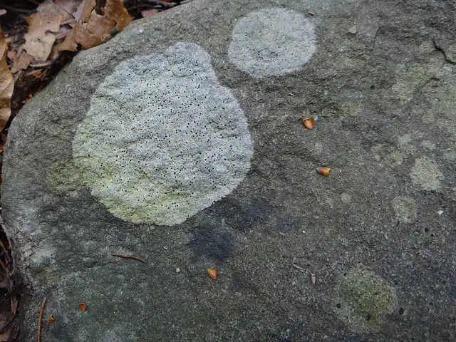 Kamusznik właściwy (Porpidia crustulata)