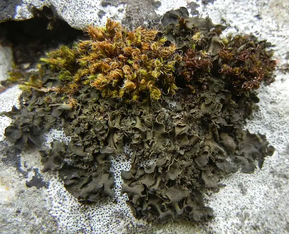 Kędzierzawka nastroszona (Blennothallia crispa)