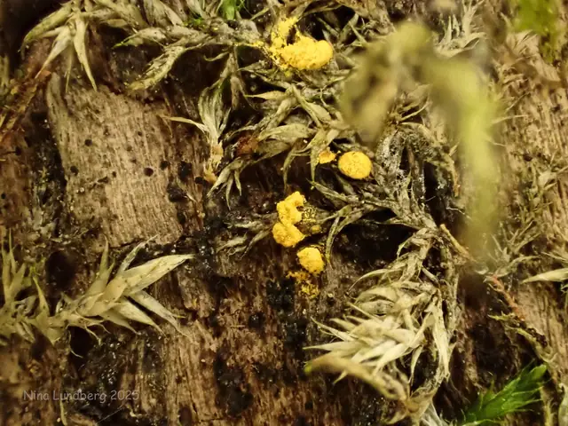 Kędziorek drobny (Trichia lutescens)