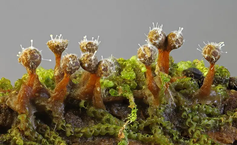 Kędziorek kruchy (Trichia botrytis)