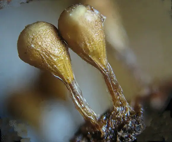 Kędziorek mylny (Trichia decipiens)