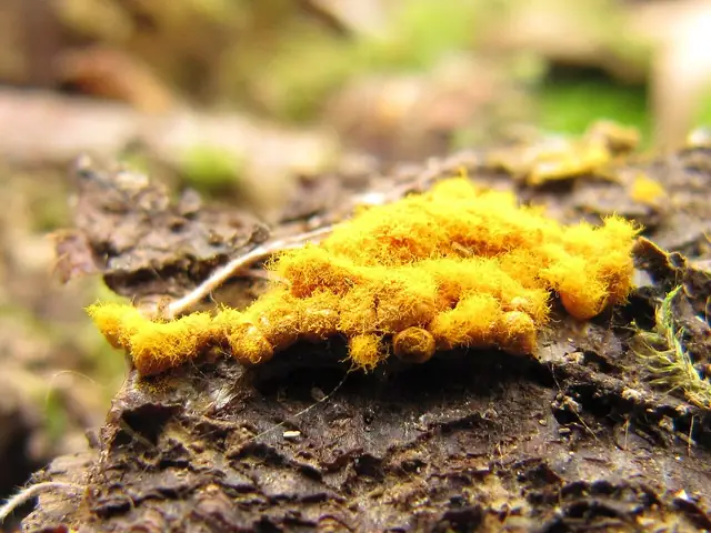 Kędziorek szorstki (Trichia scabra)