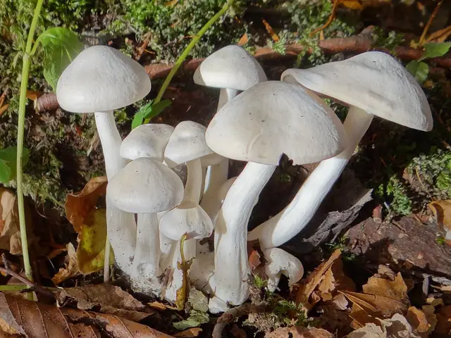 Kępkowiec białawy (Lyophyllum connatum)