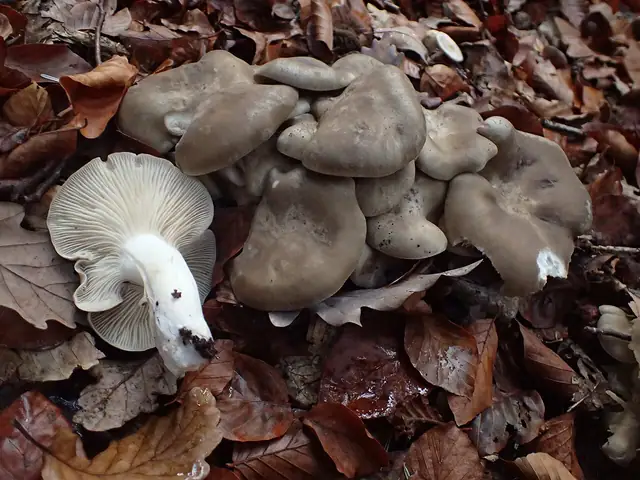 Kępkowiec ciemnoszary (Lyophyllum fumosum)