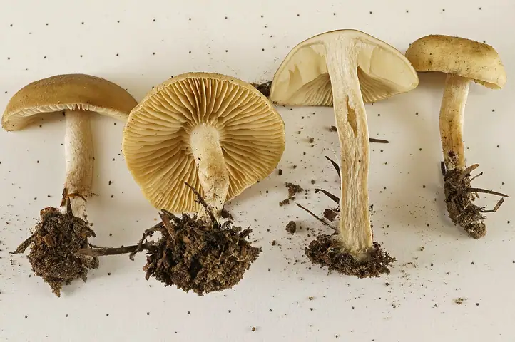 Kępkowiec czerniejącoblaszkowy (Lyophyllum semitale)