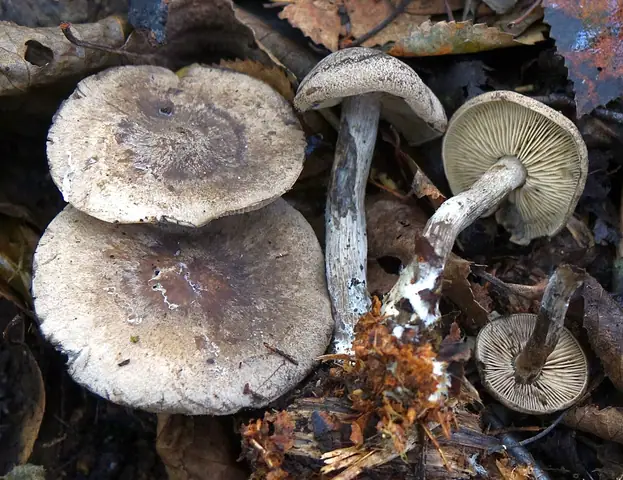Kępkowiec czerniejący (Lyophyllum gangraenosum)