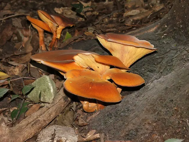 Kielichowiec pomarańczowy (Omphalotus olearius)