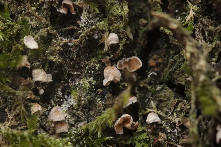 Kieliszeczek mchowy (Chromocyphella muscicola)