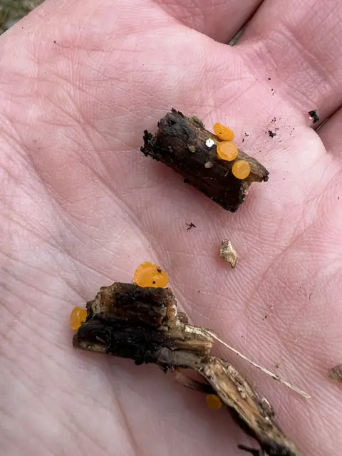 Kieliszkówka szwedzka (Guepiniopsis suecica)