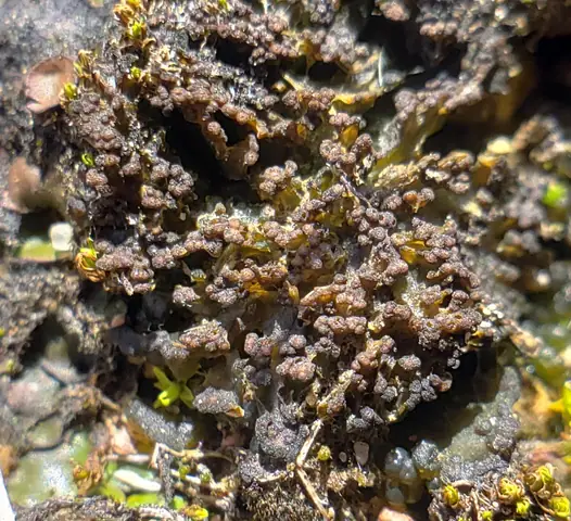 Kisielec błotniasty (Lempholemma polyanthes)