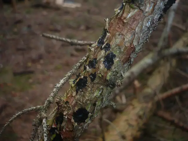 Kisielnica smołowata (Exidia pithya)